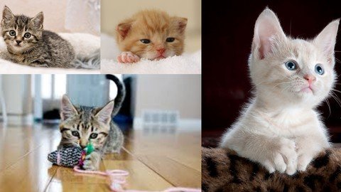 First Class Kitten Club |  Download Free