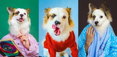 Dog Portraits at Home - Capture Creative Funny Photos of your Pet