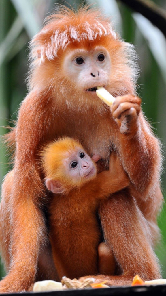 Zoo roditeljstvo - Page 48 C819310b7a871e0552201e0e1c7004ff
