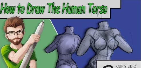 How to Draw the Torso Simple Anatomy, the Torso. How to Draw Anatomy for Beginners |  Download Free