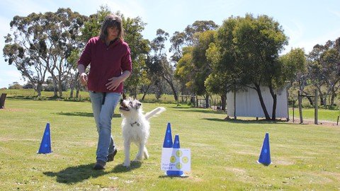 Training Your Dog In Rally For Beginners - Start To Finish