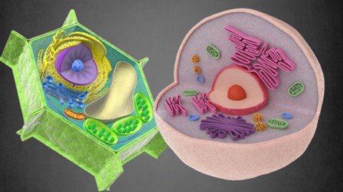 Principles Of Cell Biology