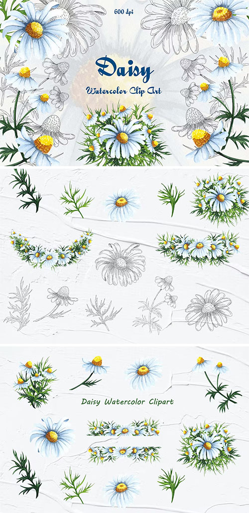 Daisy Watercolor Clipart [PNG]