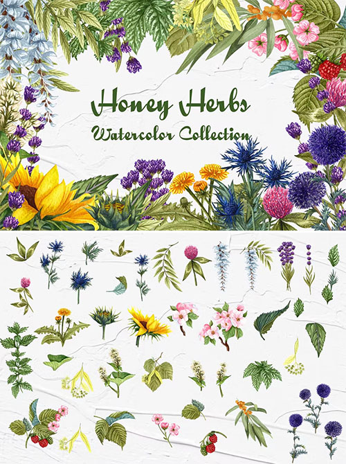 Honey Herbs Watercolor Clipart [PNG]