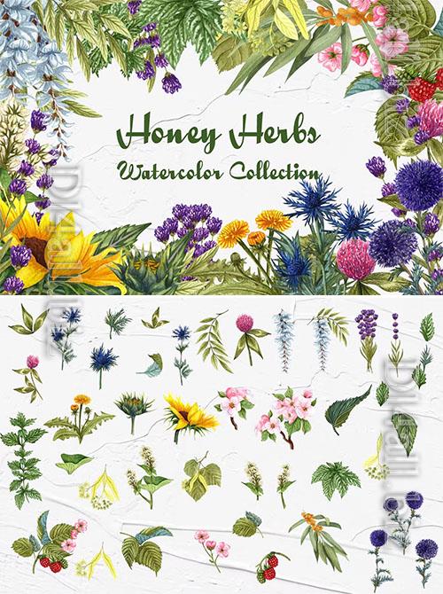 Honey Herbs Watercolor Clipart [PNG]