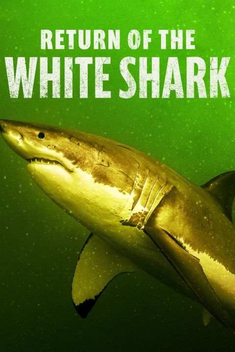 Powrót rekina białego / Return of the White Shark (2023) PL.1080i.HDTV.H264-B89 | POLSKI LEKTOR