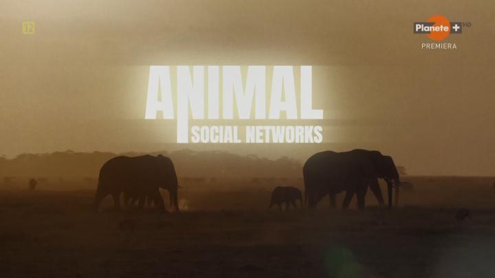 Więzi społeczne zwierząt / Animal Social Networks (2021) [SEZON 1] PL.1080i.HDTV.H264-B89 | POLSKI LEKTOR