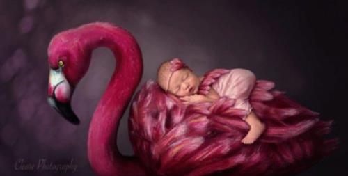Aoife Millea – Artistic Newborn Composites
