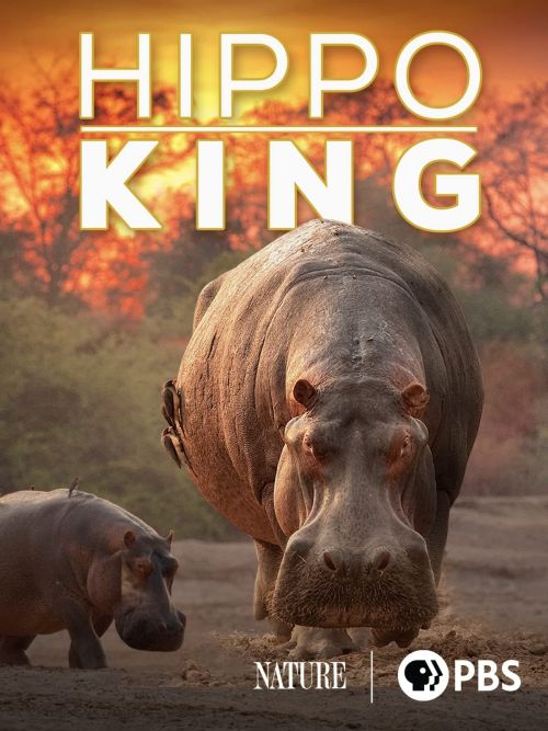 Hipopotam. Król rzeki / Hippo King (2022) PL.2160p.HDR.UHDTV.H265-OzW / Lektor PL