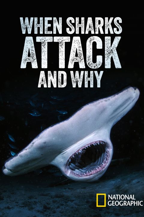 Atak rekina: przyczyny / When Sharks Attack... And Why (2023) [SEZON 1] PL.1080i.HDTV.H264-B89 | POLSKI LEKTOR