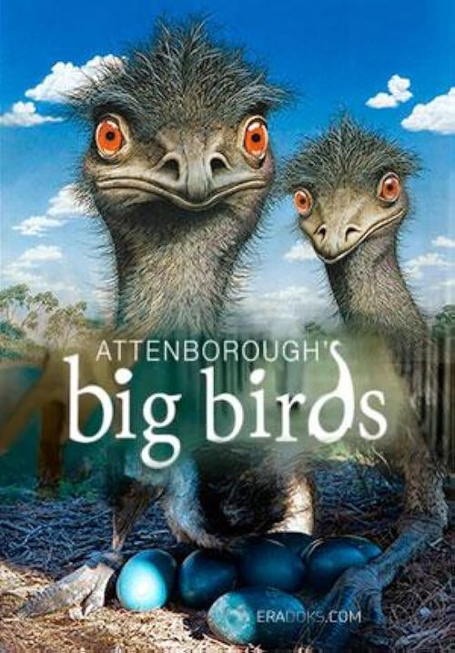 Attenborough: Wśród nielotów  / Attenborough's Big Birds (2016) PL.1080i.HDTV.H264-OzW / Lektor PL