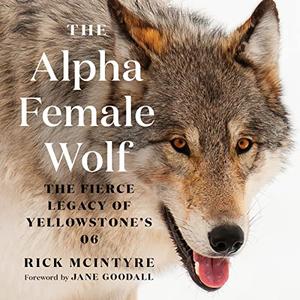 The Alpha Female Wolf The Fierce Legacy of Yellowstone’s 06 [Audiobook]