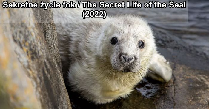 Sekretne życie fok / The Secret Life of the Seal (2022) PL.1080i.HDTV.H264-OzW / Lektor PL