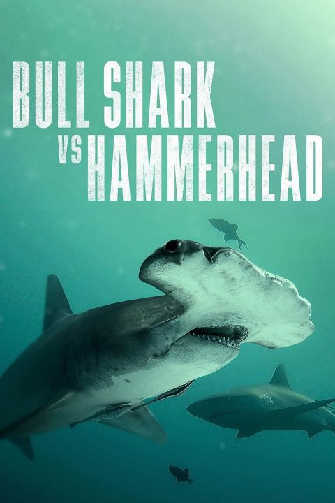 Żarłacz tępogłowy kontra głowomłot / Bull Shark vs. Hammerhead (2023) PL.1080i.HDTV.H264-B89 | POLSKI LEKTOR