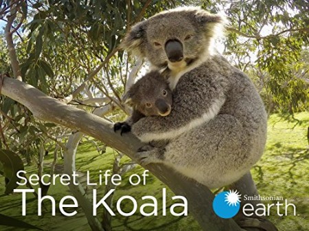 Secret Life of The Koala S01E01 2160p WEB H265-BUSSY