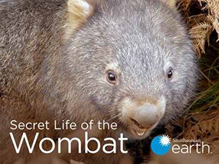 Secret Life of The Wombat S01E02 2160p WEB H265-BUSSY