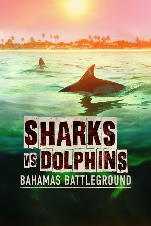 Rekiny kontra delfiny: starcie na Bahamach / Sharks vs. Dolphins: Bahamas Battleground (2023) PL.1080i.HDTV.H264-B89 | POLSKI LEKTOR