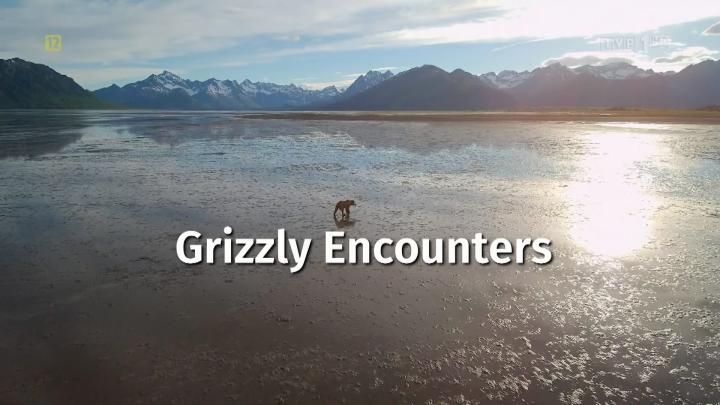 Bliskie spotkania z Grizzly / Grizzly Encounters (2017) PL.1080i.HDTV.H264-B89 | POLSKI LEKTOR