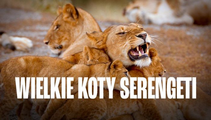 Wielkie koty Serengeti / Big Cats of the Serengeti (2019) PL.1080i.HDTV.H264-OzW  / Lektor PL