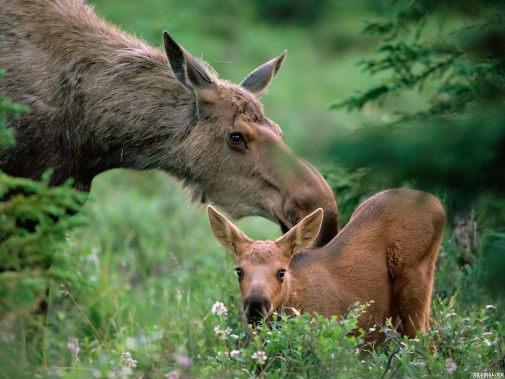 Zoo potomstvo i roditeljstvo - Page 5 9ca101422df1b8acdc01202710dd7844