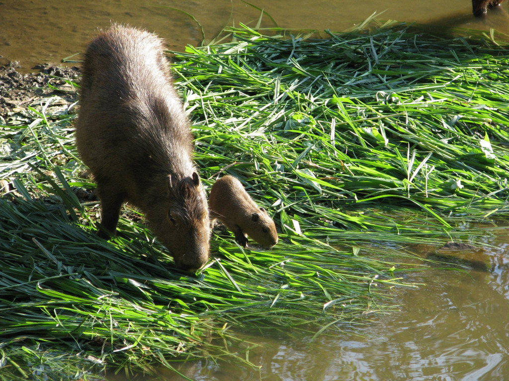 Zoo potomstvo i roditeljstvo - Page 16 28c9487ad363b47e8b739bbe96054635