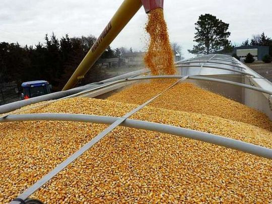 Вже цієї осені: Латвія планує підключитись до перевезення українського зерна