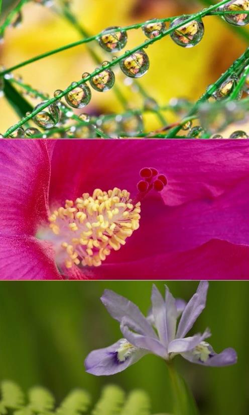 Craftsy – Close–Up Nature Photography Beyond the Basics
