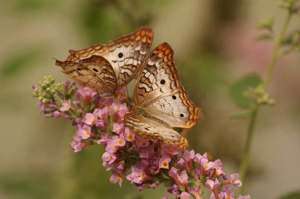 Leptiri i ostali insekti - Page 37 6d89d78878a1f3a694b930c606a50239