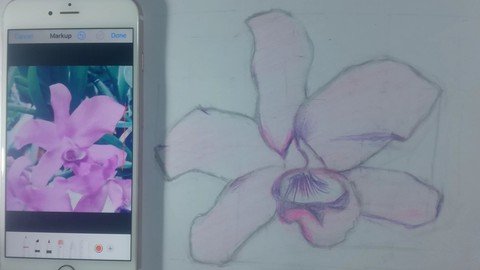 Drawing An Orchid In 5 Easy Steps