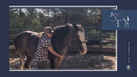 The Power Of Touch – Horse Body Awareness And Relaxation