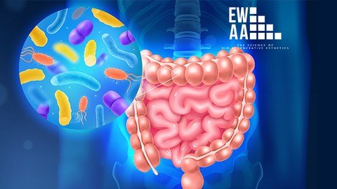 Introduction To Gut – The Anatomy & Physiology