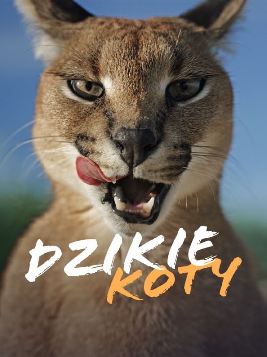 Dzikie koty / Wild Cats (2022) [SEZON 1] PL.2160p.HDR.UHDTV.H265-B89 | POLSKI LEKTOR