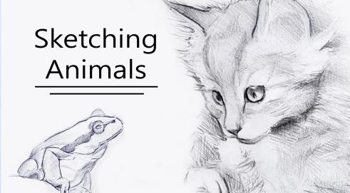 Sketching Animal Portraits – 5 Exercises to Help you 'See Like an Artist'