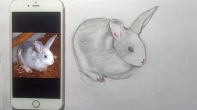 Draw A Rabbit In 5 Easy  Steps Ebcc21ddbd5c830e577e74fa31521f28