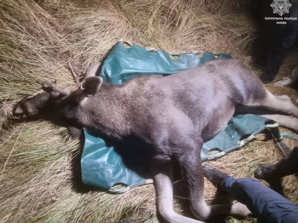 В Киеве лось влетел под колеса автомобиля: патрульные избавили животное