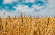 Запрет импорта зерна: Украина обратится в ВТО