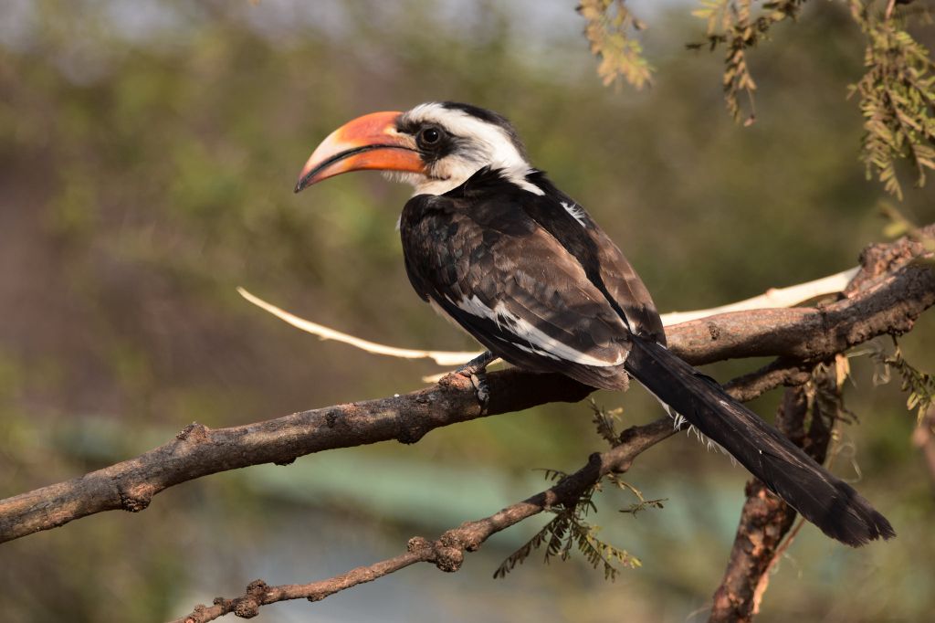 Serengeti nacionalni park, Tanzanija - Page 2 E763da8e4337a3a809c0577708129108