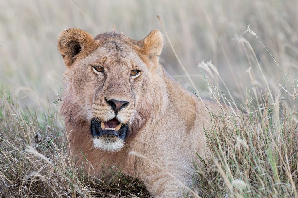 Serengeti nacionalni park, Tanzanija - Page 3 4445947d31391d86d7d0b7047c933d12