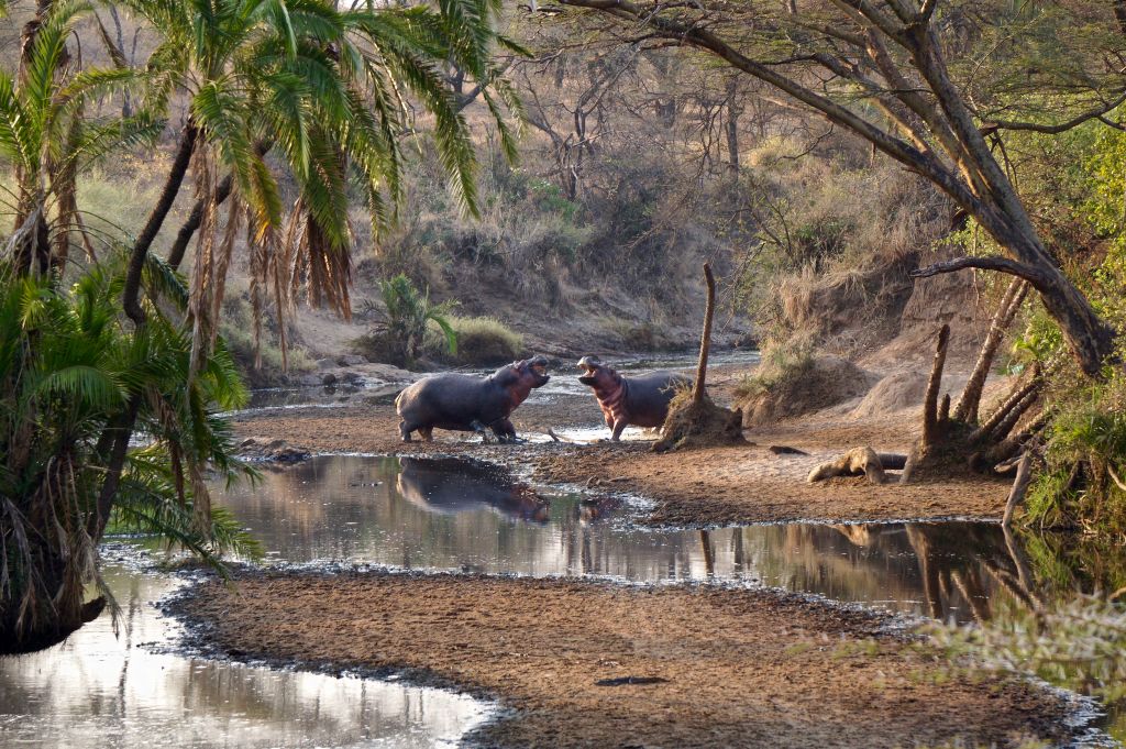 Serengeti nacionalni park, Tanzanija - Page 3 94865f38381b1fc9d6df391b0bf9d221