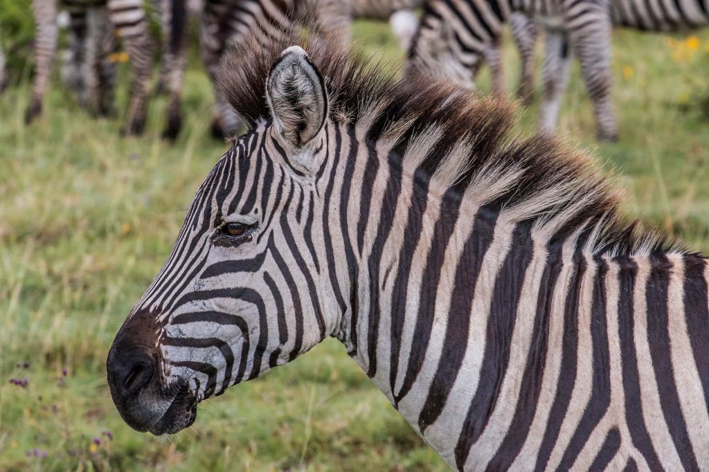 Serengeti nacionalni park, Tanzanija 102e2ba9dc9ebf97953eb4e8f11fb02a