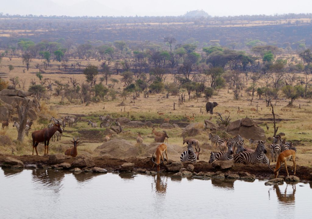 Serengeti nacionalni park, Tanzanija - Page 3 C23d54f5c3098bc28319d54491d8a12f