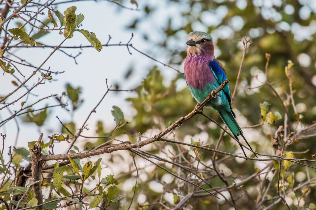 Serengeti nacionalni park, Tanzanija E54ad87c482d4c18844869b4e41bcb31