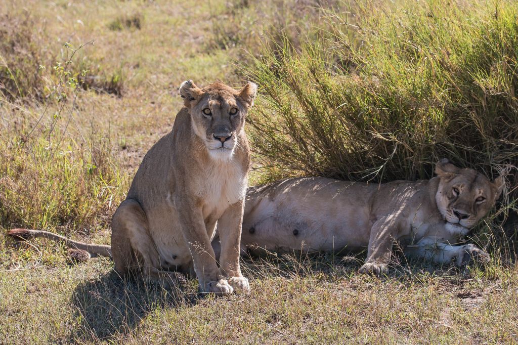 Serengeti nacionalni park, Tanzanija A460c49205181a0f0bd69d3cf7968d3c