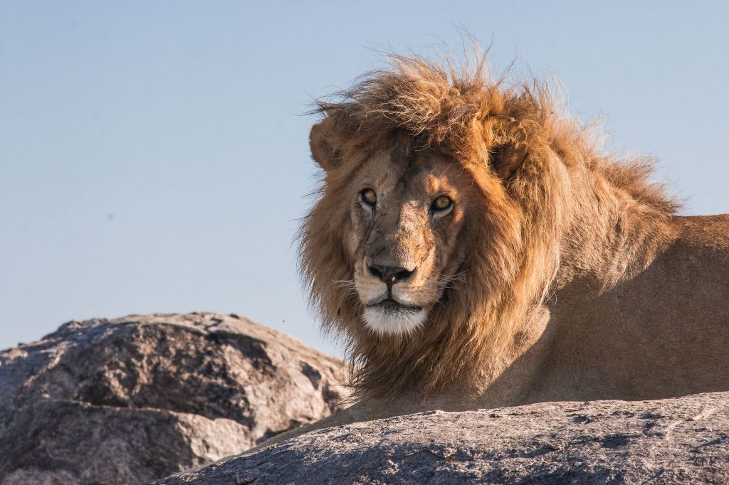 Serengeti nacionalni park, Tanzanija - Page 2 38f691c858aefdc7a634ba58678d0e71