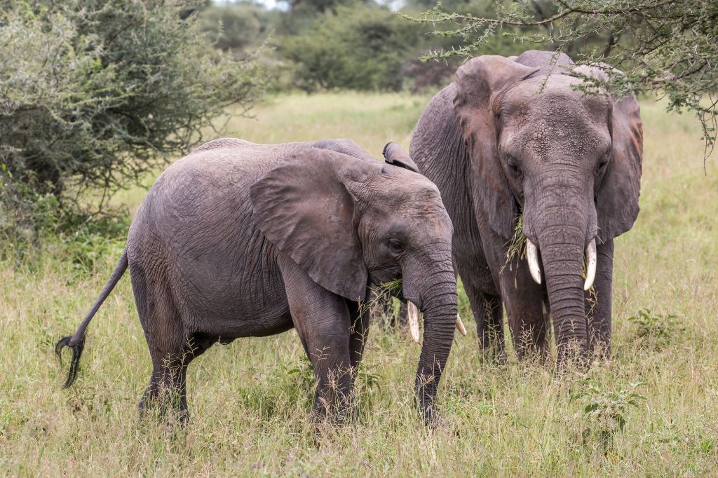 Serengeti nacionalni park, Tanzanija - Page 2 Baa01ffd4005566f5af1b66d06937981