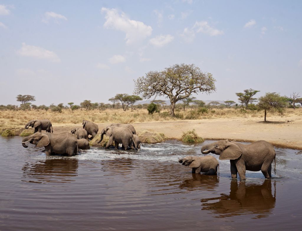 Serengeti nacionalni park, Tanzanija - Page 3 4594a85ed17af69102e2481a18003b83