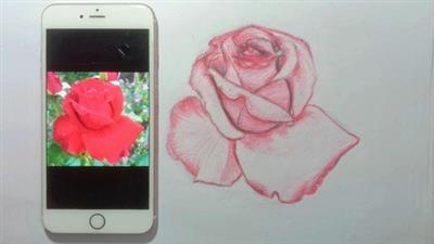Draw A Red Rose In 5 Easy  Steps