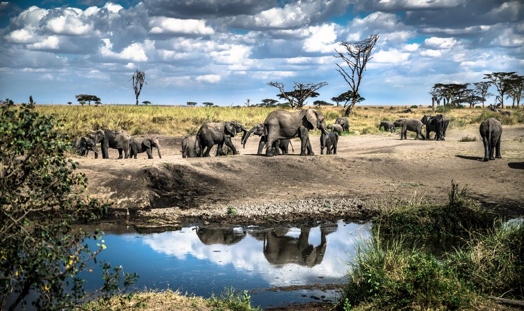Serengeti nacionalni park, Tanzanija 21aa82e5b2eba93dee83147c48f2838e