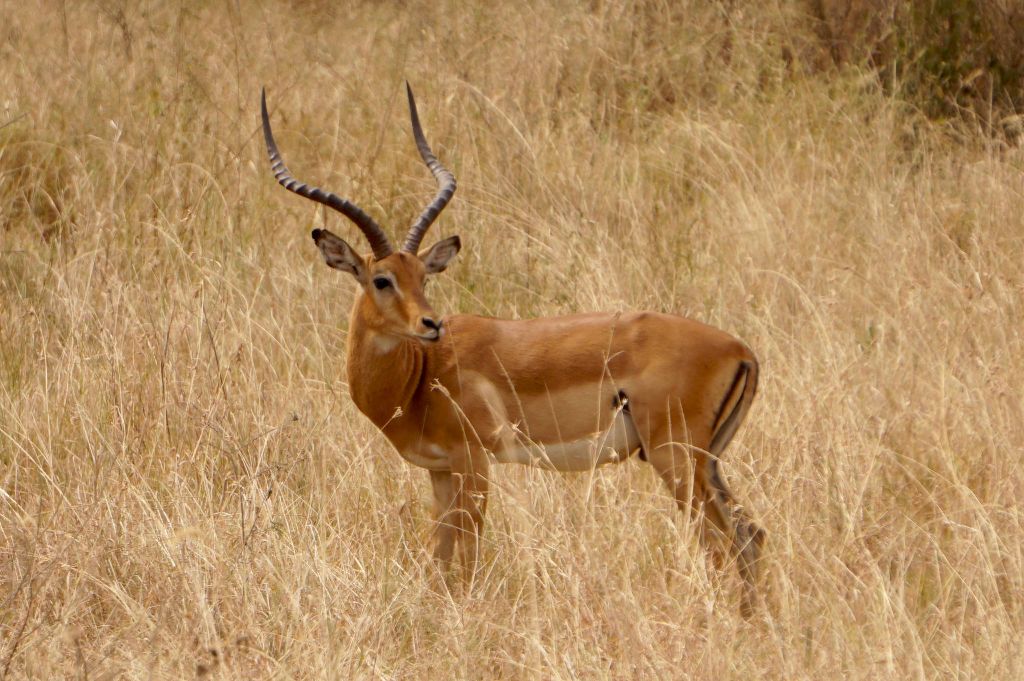 Serengeti nacionalni park, Tanzanija - Page 3 744e289072b4678974b42b91349aefa0