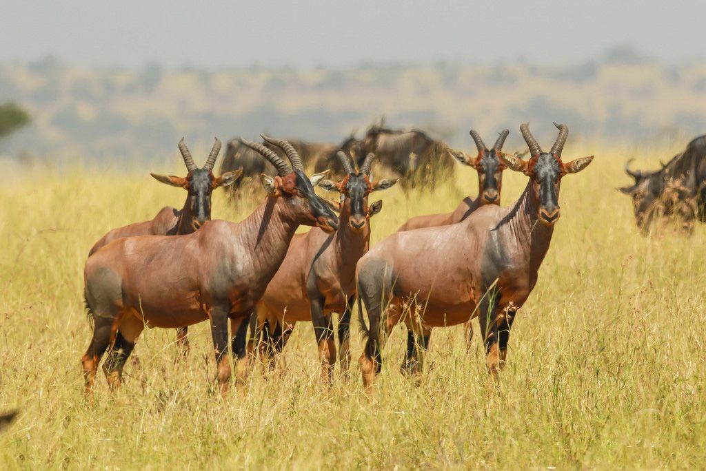 Serengeti nacionalni park, Tanzanija - Page 3 5dbd7e601655eb8d303b1712f5de3ea8